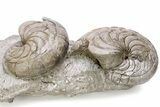 Two Fossil Nautilus (Aturia) In Limestone - Boujdour, Morocco #232738-3